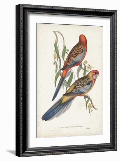 Tropical Parrots II-John Gould-Framed Art Print