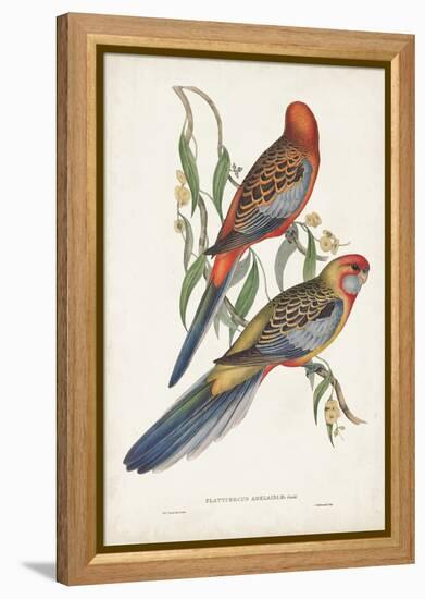 Tropical Parrots II-John Gould-Framed Stretched Canvas