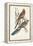 Tropical Parrots II-John Gould-Framed Stretched Canvas