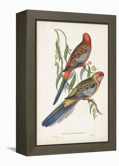 Tropical Parrots II-John Gould-Framed Stretched Canvas