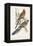 Tropical Parrots II-John Gould-Framed Stretched Canvas