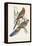 Tropical Parrots II-John Gould-Framed Stretched Canvas