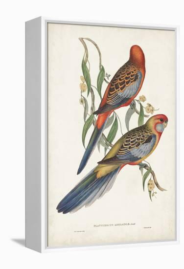 Tropical Parrots II-John Gould-Framed Stretched Canvas