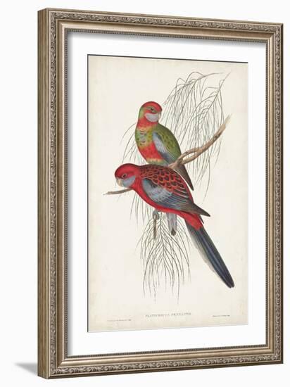 Tropical Parrots III-John Gould-Framed Art Print