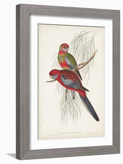 Tropical Parrots III-John Gould-Framed Art Print