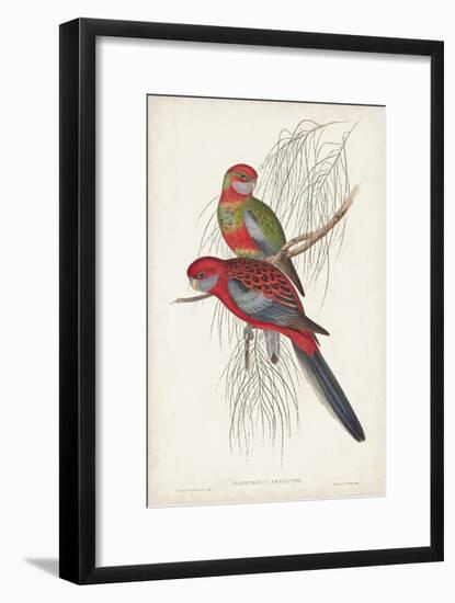 Tropical Parrots III-John Gould-Framed Art Print