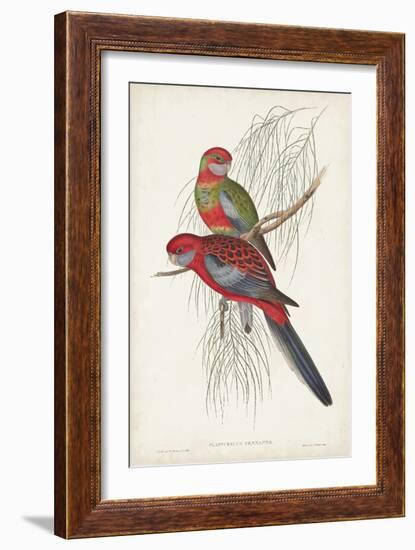 Tropical Parrots III-John Gould-Framed Art Print