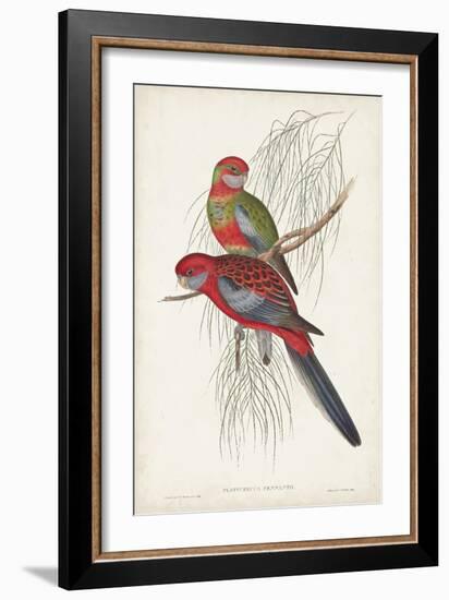 Tropical Parrots III-John Gould-Framed Art Print