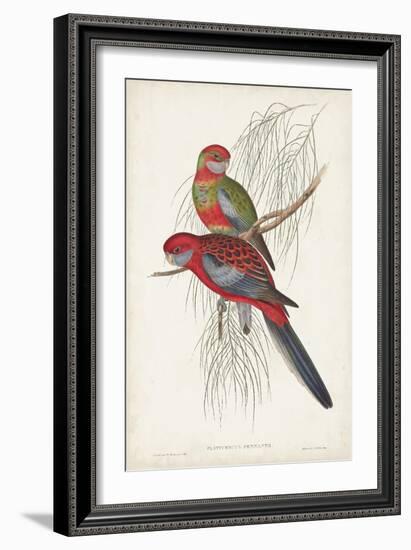 Tropical Parrots III-John Gould-Framed Art Print