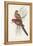 Tropical Parrots III-John Gould-Framed Stretched Canvas