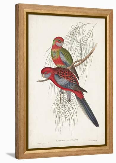 Tropical Parrots III-John Gould-Framed Stretched Canvas