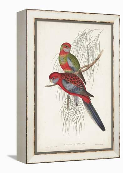 Tropical Parrots III-John Gould-Framed Stretched Canvas