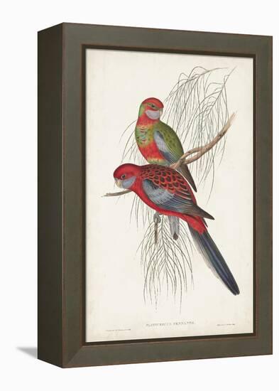 Tropical Parrots III-John Gould-Framed Stretched Canvas