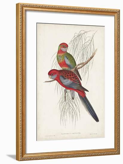 Tropical Parrots III-John Gould-Framed Art Print