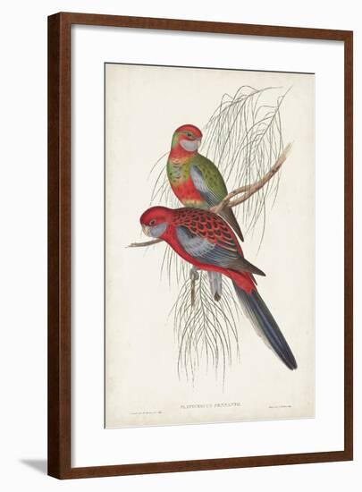 Tropical Parrots III-John Gould-Framed Art Print