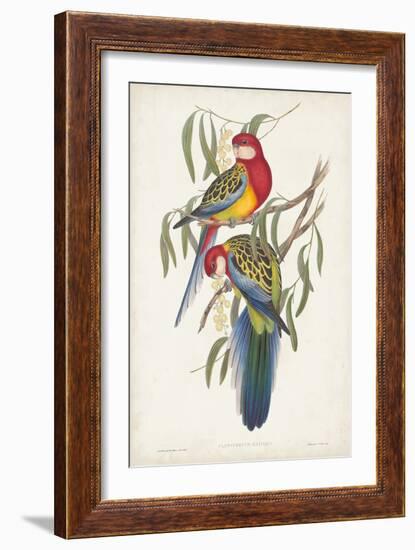 Tropical Parrots IV-John Gould-Framed Art Print