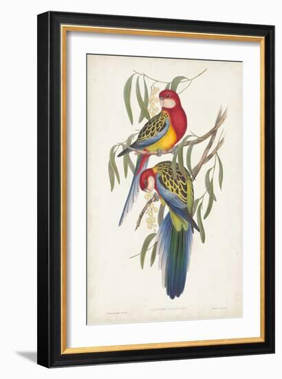 Tropical Parrots IV-John Gould-Framed Art Print