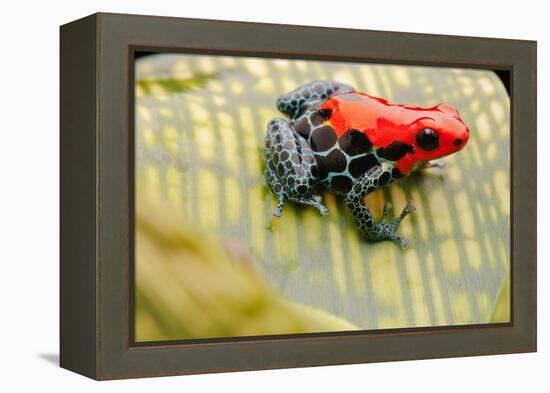 Tropical Pet Frog, Ranitomeya Amazonica-kikkerdirk-Framed Premier Image Canvas