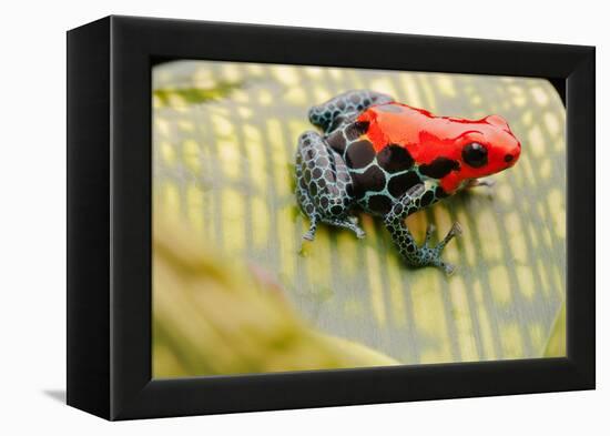 Tropical Pet Frog, Ranitomeya Amazonica-kikkerdirk-Framed Premier Image Canvas