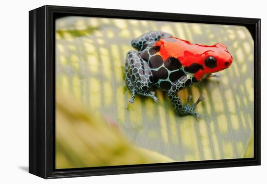 Tropical Pet Frog, Ranitomeya Amazonica-kikkerdirk-Framed Premier Image Canvas