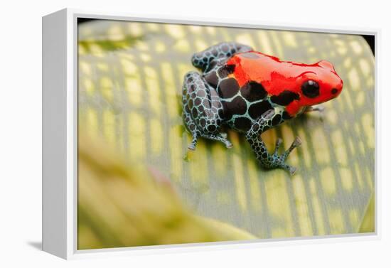 Tropical Pet Frog, Ranitomeya Amazonica-kikkerdirk-Framed Premier Image Canvas