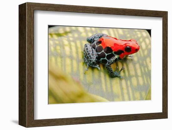 Tropical Pet Frog, Ranitomeya Amazonica-kikkerdirk-Framed Photographic Print