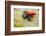 Tropical Pet Frog, Ranitomeya Amazonica-kikkerdirk-Framed Photographic Print