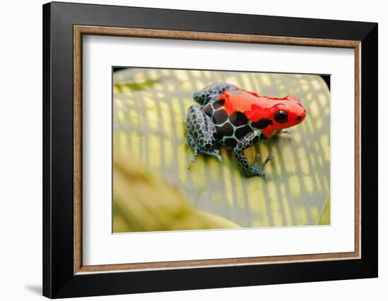 Tropical Pet Frog, Ranitomeya Amazonica-kikkerdirk-Framed Photographic Print