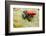 Tropical Pet Frog, Ranitomeya Amazonica-kikkerdirk-Framed Photographic Print