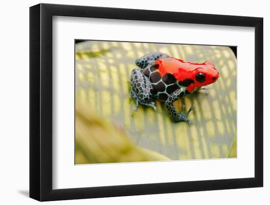 Tropical Pet Frog, Ranitomeya Amazonica-kikkerdirk-Framed Photographic Print