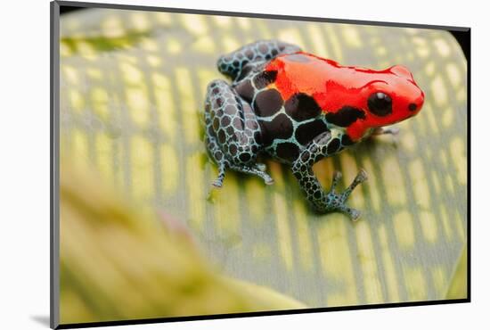 Tropical Pet Frog, Ranitomeya Amazonica-kikkerdirk-Mounted Photographic Print