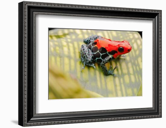 Tropical Pet Frog, Ranitomeya Amazonica-kikkerdirk-Framed Photographic Print