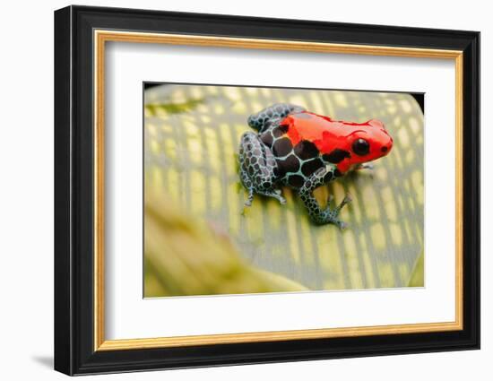 Tropical Pet Frog, Ranitomeya Amazonica-kikkerdirk-Framed Photographic Print