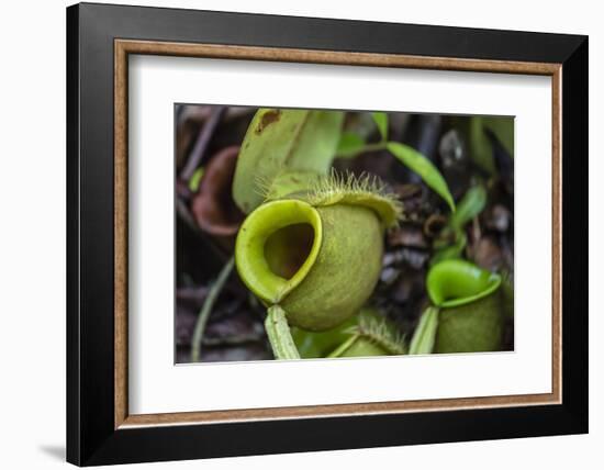 Tropical Pitcher Plant (Nepenthes Spp, Malaysia-Michael Nolan-Framed Photographic Print