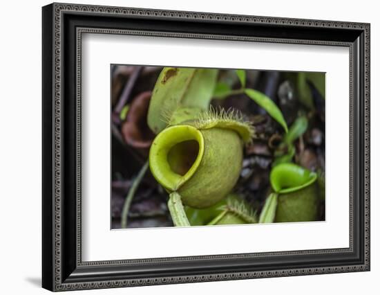 Tropical Pitcher Plant (Nepenthes Spp, Malaysia-Michael Nolan-Framed Photographic Print