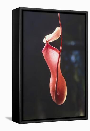 Tropical Pitcher Plant-DLILLC-Framed Premier Image Canvas