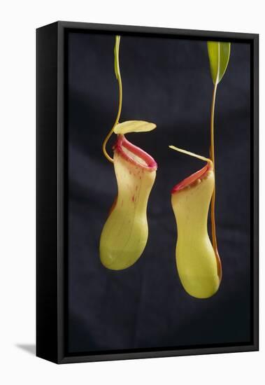 Tropical Pitcher Plant-DLILLC-Framed Premier Image Canvas