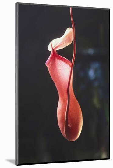 Tropical Pitcher Plant-DLILLC-Mounted Photographic Print