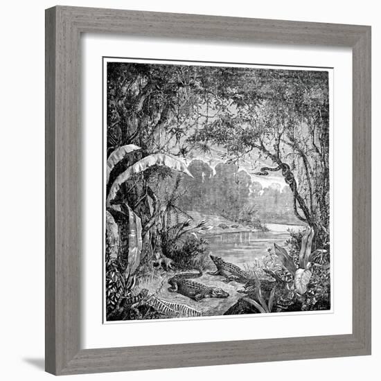 Tropical Plants And Reptiles-Science Photo Library-Framed Photographic Print