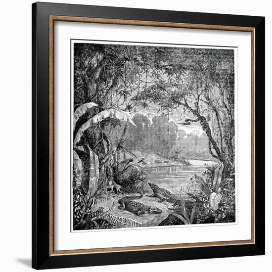 Tropical Plants And Reptiles-Science Photo Library-Framed Photographic Print