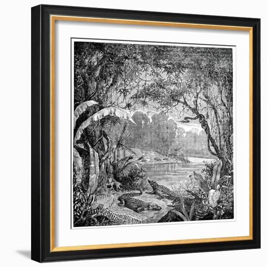 Tropical Plants And Reptiles-Science Photo Library-Framed Photographic Print