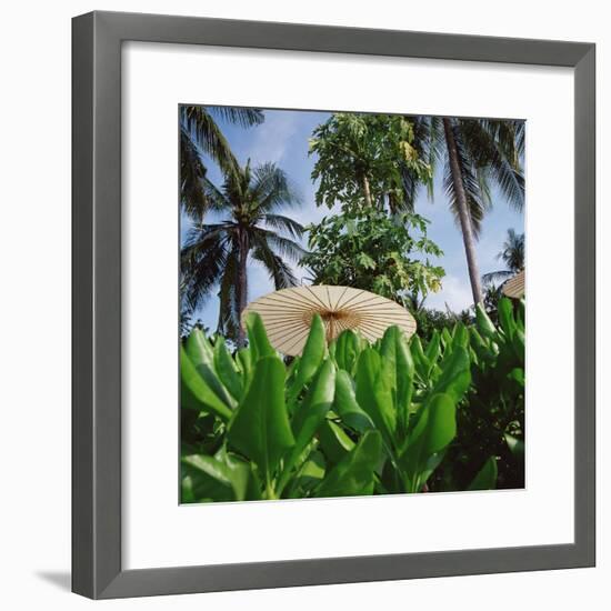 Tropical Plants and Traditional Parasols-null-Framed Photographic Print