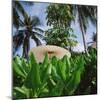 Tropical Plants and Traditional Parasols-null-Mounted Photographic Print