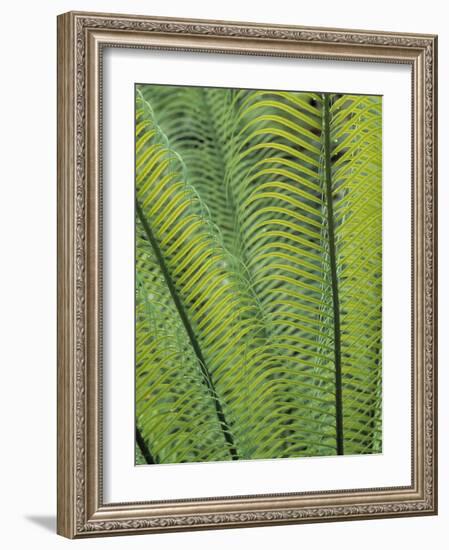 Tropical Plants, Maldives-Jon Arnold-Framed Photographic Print