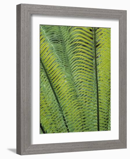 Tropical Plants, Maldives-Jon Arnold-Framed Photographic Print