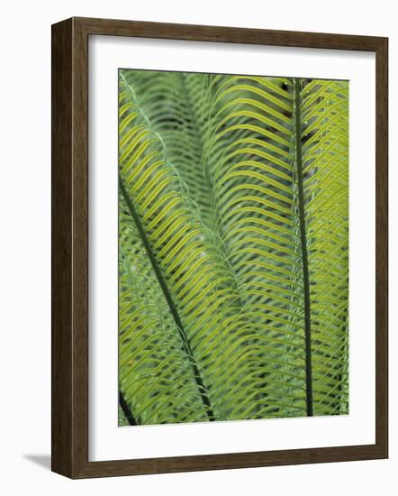 Tropical Plants, Maldives-Jon Arnold-Framed Photographic Print