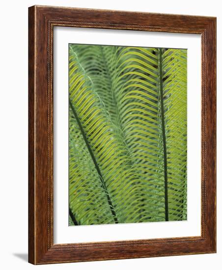 Tropical Plants, Maldives-Jon Arnold-Framed Photographic Print