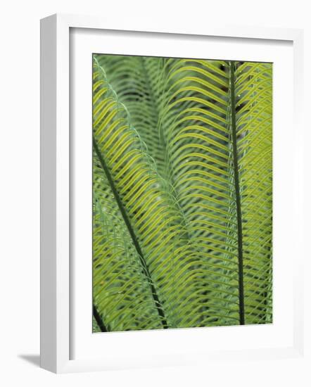 Tropical Plants, Maldives-Jon Arnold-Framed Photographic Print