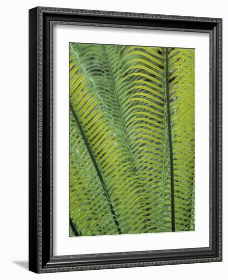 Tropical Plants, Maldives-Jon Arnold-Framed Photographic Print