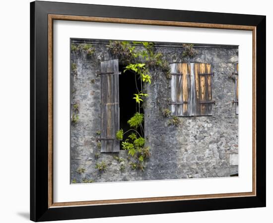 Tropical Plants, St. Pierre, Martinique, French Antilles, West Indies-Scott T. Smith-Framed Photographic Print